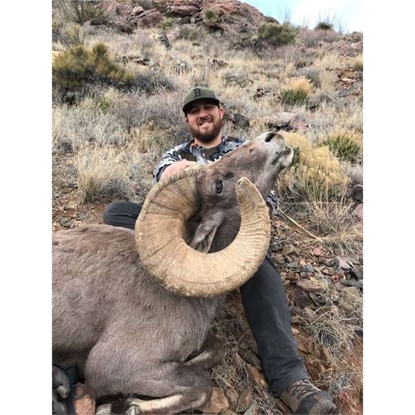 NEW MEXICO DESERT BIGHORN SHEEP
