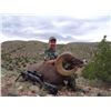 Image 2 : NEW MEXICO DESERT BIGHORN SHEEP