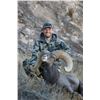 Image 4 : NEW MEXICO DESERT BIGHORN SHEEP