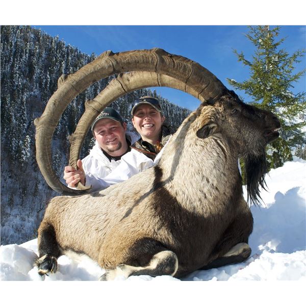 7 - DAY ANATOLIAN (BEZOAR) IBEX HUNT IN TURKEY FOR 1 HUNTER