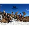 Image 10 : 5 - DAY NEW ZEALAND RED STAG HUNT FOR 2 HUNTERS SCORING UP TO 420” SCI