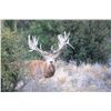 Image 7 : 5 - DAY NEW ZEALAND RED STAG HUNT FOR 2 HUNTERS SCORING UP TO 420” SCI