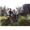 Image 8 : 5 - DAY NEW ZEALAND RED STAG HUNT FOR 2 HUNTERS SCORING UP TO 420” SCI