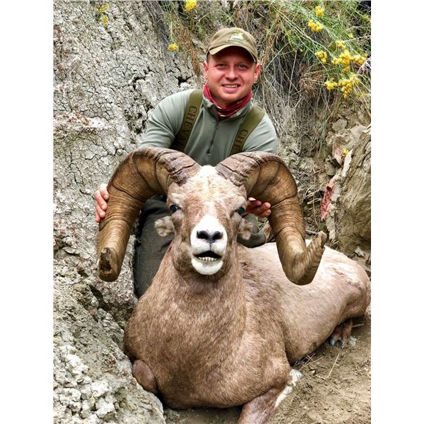 STATE OF MONTANA BIGHORN SHEEP LICENSE