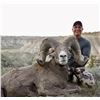Image 3 : STATE OF MONTANA BIGHORN SHEEP LICENSE