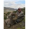 Image 5 : STATE OF MONTANA BIGHORN SHEEP LICENSE