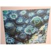 Image 2 : Wood Framed Ocean Molusks Photographic Art 20"x20"