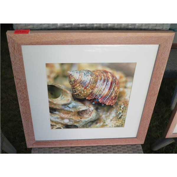 Wood Framed  Seashell Photographic Art 20"x20"