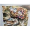 Image 2 : Wood Framed  Seashell Photographic Art 20"x20"