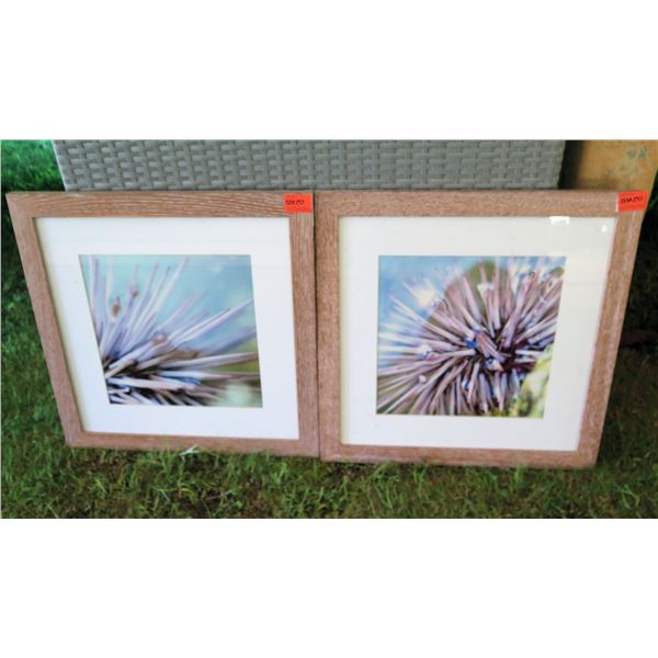 Qty 2 Framed  Sea Urchin Photographic Art 20"x20"