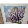 Image 7 : Qty 2 Framed  Sea Urchin Photographic Art 20"x20"