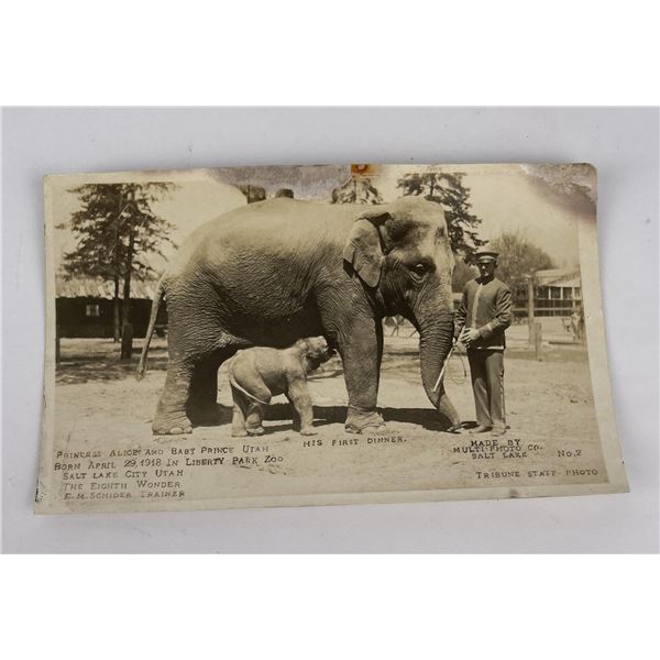 Liberty Park Zoo Utah Baby Elephant RPPC Postcard