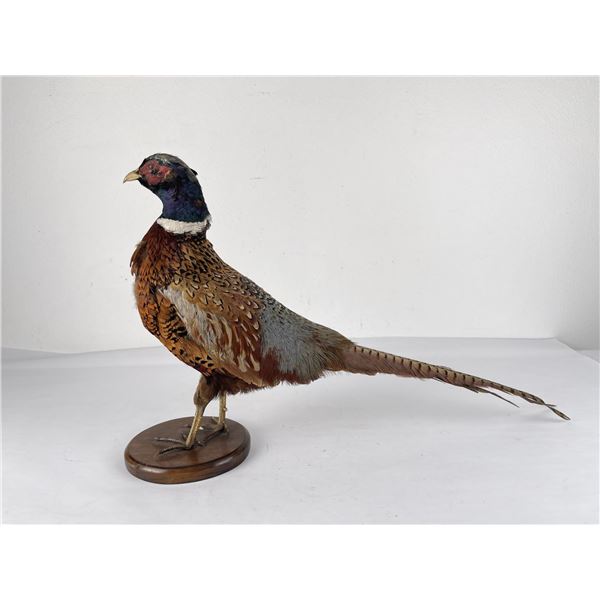 Montana Taxidermy Pheasant Mount