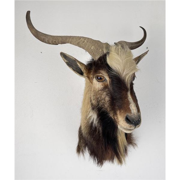 Nice Older Taxidermy Goat Ram Shoulder Mount