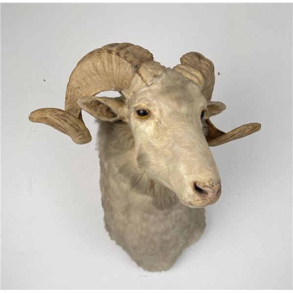 Nice Older Taxidermy Goat Ram Shoulder Mount