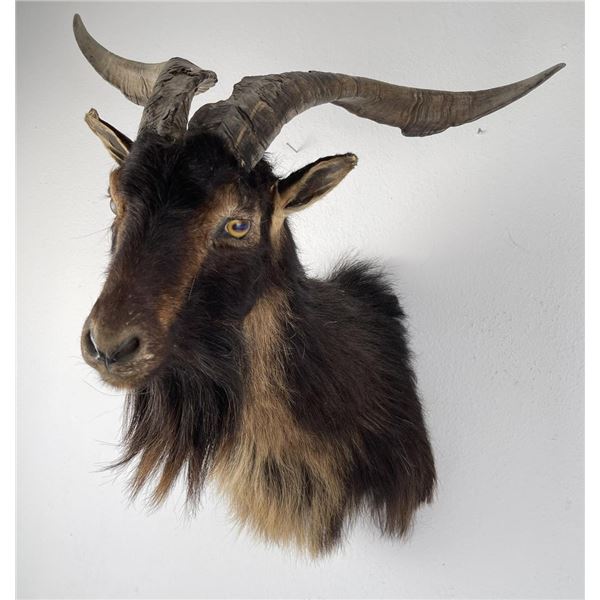 Nice Older Taxidermy Goat Ram Shoulder Mount