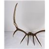 Image 10 : Montana Rocky Mountain Elk Horns Taxidermy