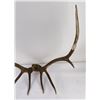 Image 11 : Montana Rocky Mountain Elk Horns Taxidermy