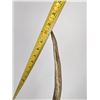 Image 14 : Montana Rocky Mountain Elk Horns Taxidermy