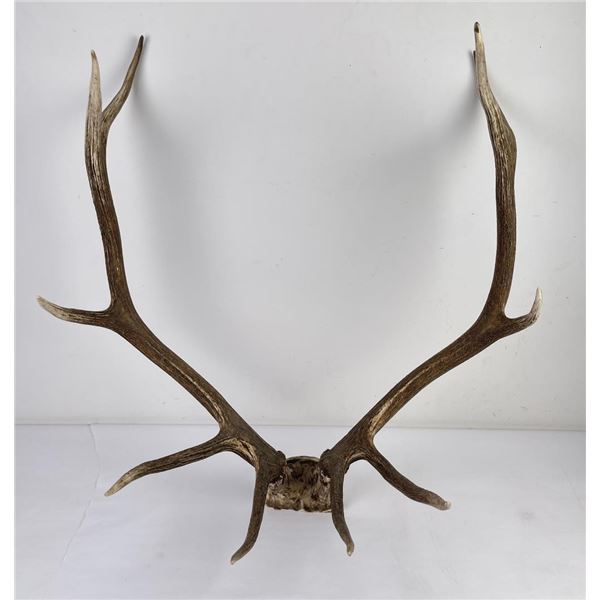 Montana Rocky Mountain Elk Horns Taxidermy