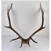 Image 1 : Montana Rocky Mountain Elk Horns Taxidermy