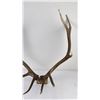 Image 2 : Montana Rocky Mountain Elk Horns Taxidermy