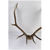 Image 3 : Montana Rocky Mountain Elk Horns Taxidermy