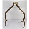 Image 4 : Montana Rocky Mountain Elk Horns Taxidermy
