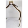 Image 5 : Montana Rocky Mountain Elk Horns Taxidermy