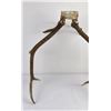 Image 6 : Montana Rocky Mountain Elk Horns Taxidermy