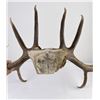 Image 8 : Montana Rocky Mountain Elk Horns Taxidermy