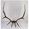 Image 9 : Montana Rocky Mountain Elk Horns Taxidermy