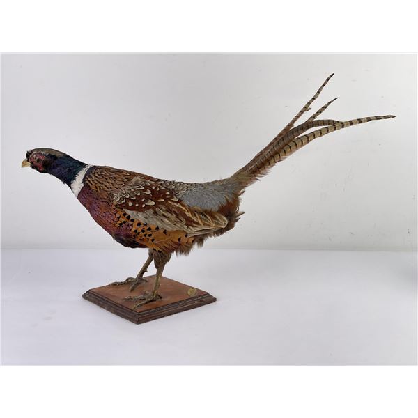Montana Taxidermy Pheasant Mount