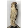 Image 11 : Clark Portland Oregon Wooly Cowboy Chaps