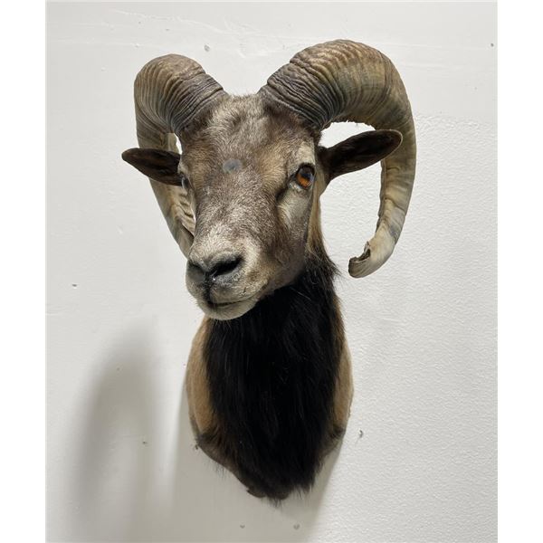 Nice Older Taxidermy Goat Ram Shoulder Mount