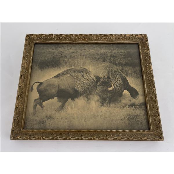 Harley Hettick Montana Buffalo Fighting Photo