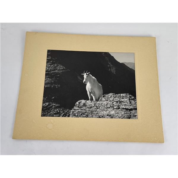 Glacier National Park Mountain Goat Photo