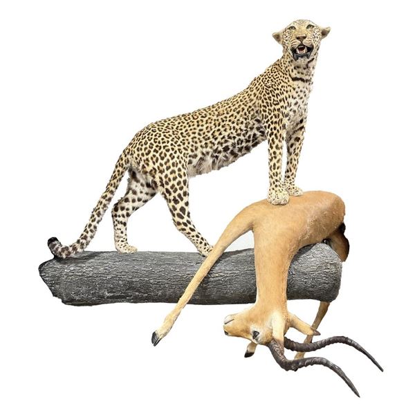 African Leopard and Impala Taxidermy Mount