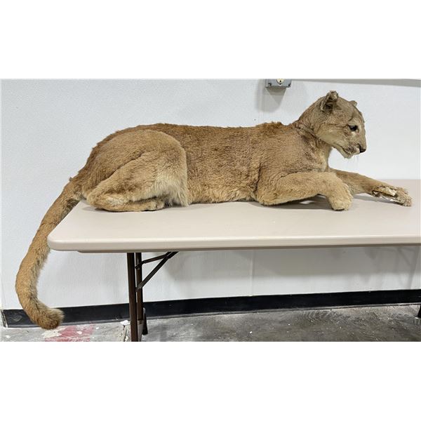 Montana Mountain Lion Taxidermy Mount