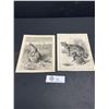 Image 1 : Lot of 2 1880s Steel Engravings, Cats/Kangaroos