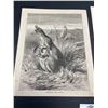 Image 2 : Lot of 2 1880s Steel Engravings, Cats/Kangaroos