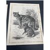 Image 3 : Lot of 2 1880s Steel Engravings, Cats/Kangaroos