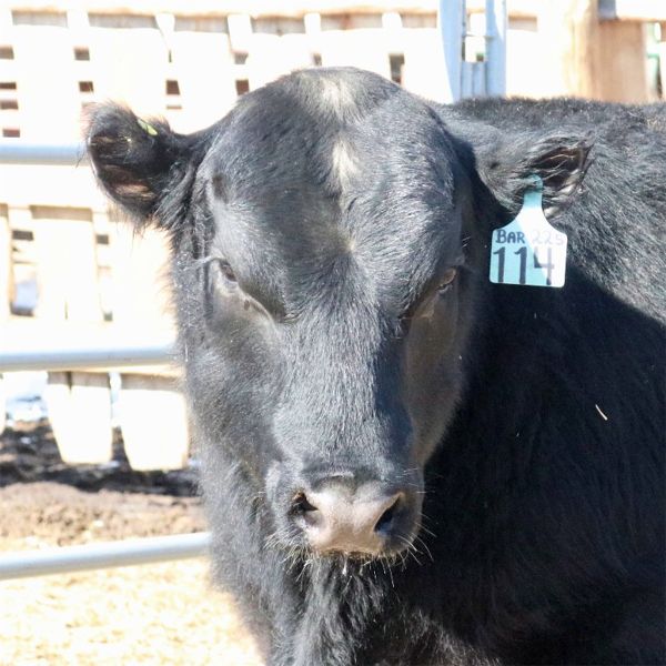 WLW 114J Blue - Lot 5