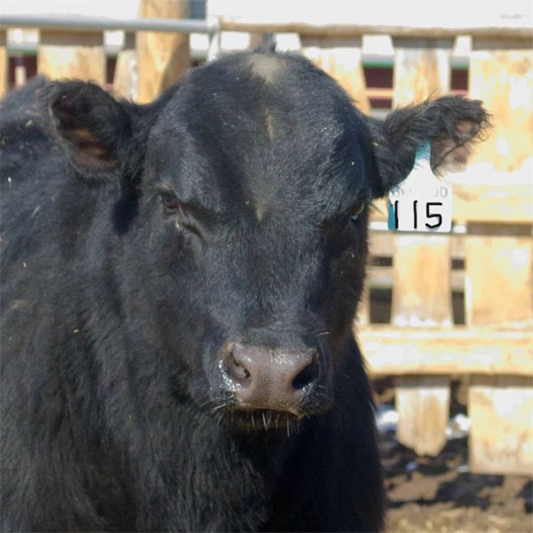 WLW 115J Blue - Lot 6