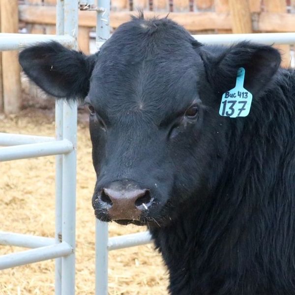 WLW 137J Blue - Lot 7