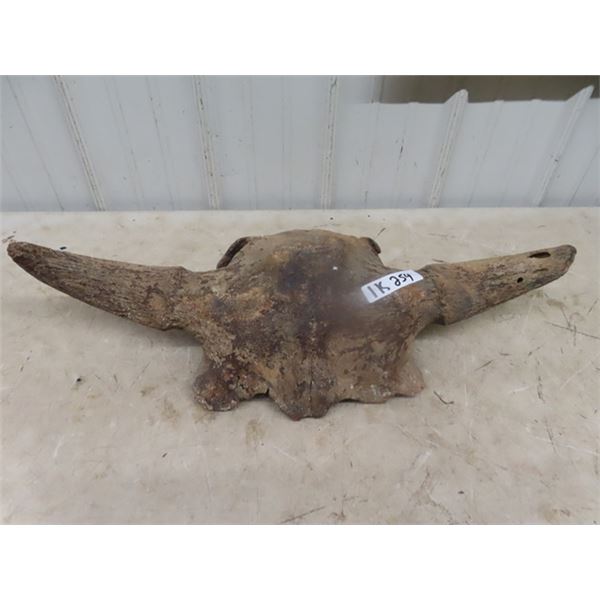 Buffalo Skull 29" Wide