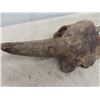 Image 2 : Buffalo Skull 29" Wide