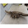 Image 3 : Buffalo Skull 29" Wide