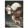 Image 1 : 1946, John James Audubon Print, Barn Owl