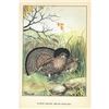 Image 2 : 1920's Ruffed Grouse Color Lithograph Print